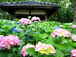 京の紫陽花めぐり　藤森神社