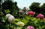 京の紫陽花めぐり　善峰寺編