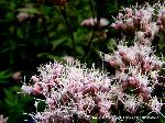 萩の花を探して