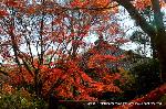洛外紅葉街道　ドライブ計画