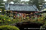 京の菊　嵯峨菊
