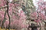 青梅の思い出 : 今日明日が見頃ですよ!

「梅が香を 桜の花に匂わせて　柳の枝に 咲かせてしがな 」(後拾遺和歌集(1086年奏覧)に中原致時(むねとき)の詠んだ和歌) 「　梅のよい香りを美しい桜の花に匂わせて、しなやかな柳の枝に咲かせたいものだ。」という、望ましいものを一ところに集める、現実にはできない理想を詠んだものであるが、城南宮のしだれ梅は、そのように神苑にはな開かせている。 