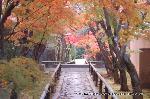 京都の秋 : 土日の紅葉狩はどこも沢山の人だった。
観光バスの入りにくい寺院探しが必要なようですね。
しかし、今日明日は雨!