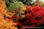 洛外紅葉街道　ドライブ計画 : 御寺の御座所庭園の紅葉は今が盛りである。
1818年明治天皇により御所内にあった御里御殿が移築された庭にある風景。