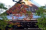 最後の紅葉あれこれ : 京都はまだまだ青モミジがほとんどですが、ぼちぼちと色づき始めています。
さて、どこが色づいているのか・・・・・探すのも大変、下見を重ねているなかで、やっと見つけました。
とはいえ、この一枝だけでしたが、紅葉の訪れを感じています。