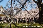 洛中洛外京桜図　一見さんの桜に通の桜編　その一 : 花見といえば猫も杓子も醍醐詣である。花見も人見も一石二鳥の賑わいだ。
確かに、名木の数といい、桜の木の量といい、質量ともに優れている。
名木の写真をのせようかと思ったが、もう随分と見られているだろうからと、こんな撮りかたをしてみた。
今週の金曜日の天気がくずれそうである。あと一日青空と桜を追いかけることになりそうである。