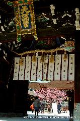 青梅の思い出 : 左近に松、右近に梅、本殿前の紅梅も見事に満開見頃が続いています。
