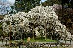 洛中洛外京桜図　一見さんの桜に通の桜　編　その二 : 千眼桜
五葉松のように伸びた枝にふさふさと千の眼のように咲く白い花。
只今、いい感じで見れてます。咲いた3日眼から順次散り始めると聞きました。
お急ぎください。