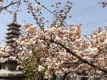 知られざる桜の見所 : 京都の桜も終わったといわれるが、御室桜が最後ではありません。
千本ゑんま堂に咲く普賢象桜が只今満開です。
例年4月第三土曜日には「普賢象桜の夕べ」があり、花首からポトリと落ちるところを見せてくれるでしょう。