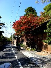 最後の紅葉あれこれ : 朝夕の冷え込みに町の木々が色づき始めている。
真紅の紅葉狩りには少し早いだろうが、到るところで黄ばみ赤ばみが進み、町の華やぎが青空の下に映えています。