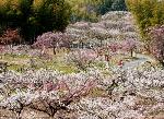 知られざる桜の見所 : 青谷梅林は、
「風かよふ　綴喜の里の　梅が香を　空にへだつる　中垣ぞなき」
と、後醍醐天皇の皇子宗良親王の歌が詠まれていることから、
鎌倉末期には梅林があったと謂われています。

また、徳川時代に淀藩より梅樹栽培の奨励を受け、大いに植樹されたとも伝えられています。明治33年青谷梅林保勝会を設立され、梅林の保護と宣伝につとめたことから花見客は多くなり、
今では近畿の名勝地となっています。

☆★☆★　青谷梅林梅まつり  -春は城陽から-　☆★☆★
■開催日時：2015/2/221?3/22     10:00?15:00
■開催場所：青谷梅林　城陽市中中山中ノ郷
■入 場 料：入場自由