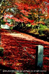 近場で紅葉狩 : 山科毘沙門堂の勅使坂の敷もみじが見頃となっています。
今年のJR東海キャンペーンでゆるりとは楽しみにくくなりましたが、例年のように勅使門に向かう坂が赤い絨毯になりました。
見頃時期もづれたお蔭で、これから京都の方の出番では。


毘沙門堂

京都市山科区安朱稲荷山町18
075-581-0328
http://bishamon.or.jp/