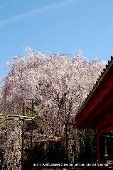 知られざる桜の見所 : 八重紅しだれが散り始めと聞いて・・・あわてて平安神宮へ
八重紅しだれの色は少々あせているだろうが、葉桜になったわけではない。
おまけに、里桜に鬱金(うこん)桜があるではないか。
