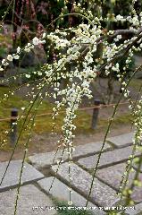 観梅　城南宮の枝垂れ梅 : 枝垂れた枝に白い花は白梅であると