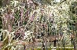 観梅　城南宮の枝垂れ梅 : 餅花のようにも見える