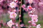 洛中洛外京桜図　一見さんの桜に通の桜　編　その三 : 近づくと八重と一重があるのに気づく