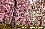 観梅　城南宮の枝垂れ梅 : 降り注ぐ枝垂れ梅のシャワーである