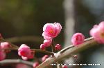 洛中洛外京桜図　一見さんの桜に通の桜　編　その二 : 甘酸っぱい匂いが・・・