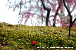 知られざる桜の見所 : 寝っ転がって日向ぼっこがしたくなる