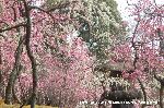 観梅　城南宮の枝垂れ梅 : 梅の霞がかかっているではないか