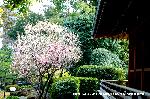 観梅　城南宮の枝垂れ梅 : 「春の山」から「平安の庭」に入ったところ