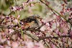 観梅　城南宮の枝垂れ梅 : 蜜を求めて飛び交う小鳥