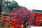 観梅　京の梅かほる : 紅梅図の樹幹のアングルはこれかも