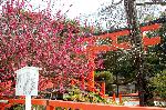 観梅　京の梅かほる : 楼門を潜り斜め右に進むと・・・