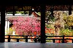 観梅　京の梅かほる : 橋殿より