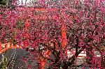 観梅　京の梅かほる : 真正面からの樹形
