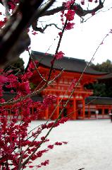 知られざる桜の見所 : 光琳梅越しの楼門