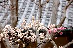観梅　京の梅かほる : 紅白に咲き分ける源平の八重咲き