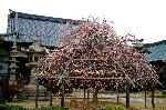 洛中洛外京桜図　一見さんの桜に通の桜　編　その三 : 円錐の傘に仕立てられている枝垂れ梅