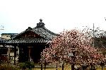 観梅　京の梅かほる : 地蔵堂と枝垂れ梅