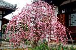 観梅　京の梅かほる : 見事に咲き誇る枝垂れ梅