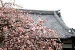 観梅　京の梅かほる : 枝垂れ梅越しの本堂の甍