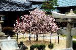 洛中洛外京桜図　一見さんの桜に通の桜　編　その四 : 鐘楼より見下ろすと