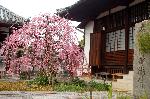 洛中洛外京桜図　一見さんの桜に通の桜　編　その四 : 枝垂れ梅