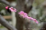 花と言えば梅