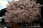 花と言えば梅 : 紫宸殿前　左近の桜