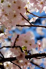知られざる桜の見所