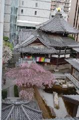 おかめ桜に千本釈迦念仏