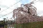 おかめ桜に千本釈迦念仏