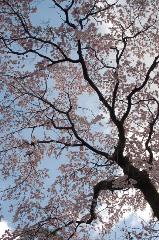 おかめ桜に千本釈迦念仏