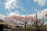 おかめ桜に千本釈迦念仏