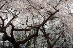 おかめ桜に千本釈迦念仏
