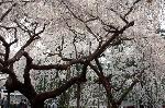おかめ桜に千本釈迦念仏 : 糸桜
