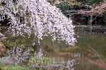千本釈迦念仏 花見 : 池に咲く糸桜。