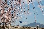 おかめ桜に千本釈迦念仏 : 賀茂大橋袂から比叡山