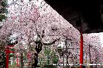 知られざる桜の見所